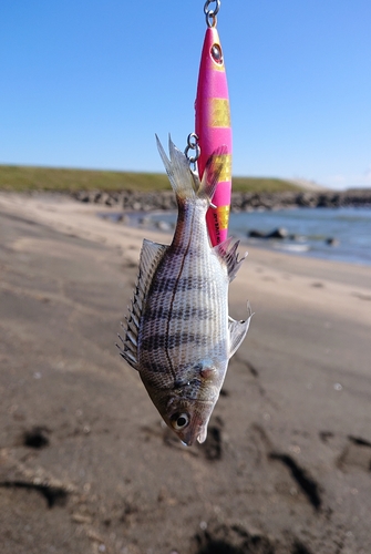 キビレの釣果