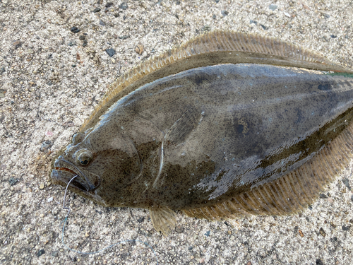 ヒラメの釣果