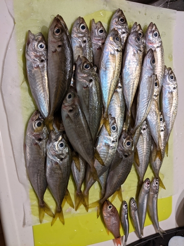 アジの釣果