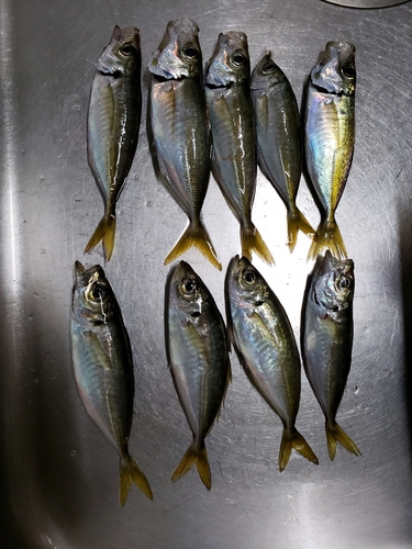 アジの釣果