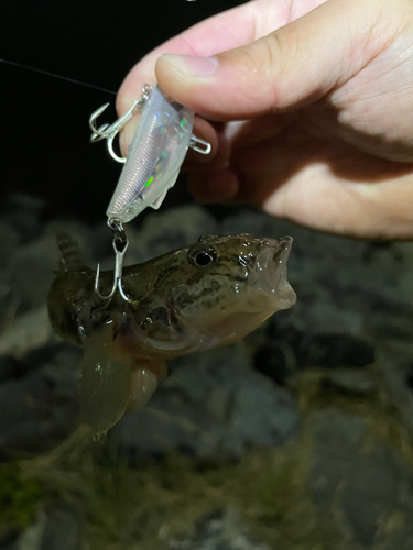 マハゼの釣果