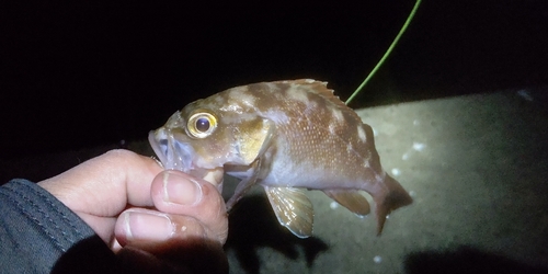 ガヤの釣果