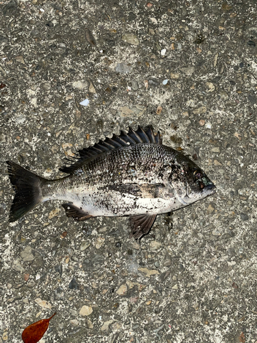 クロダイの釣果