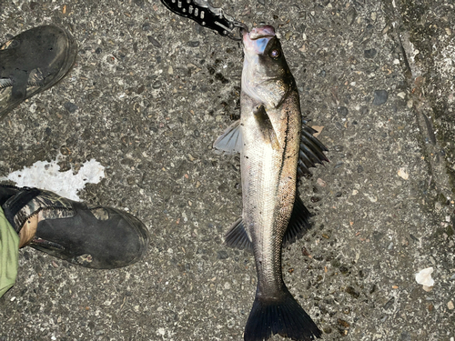 シーバスの釣果