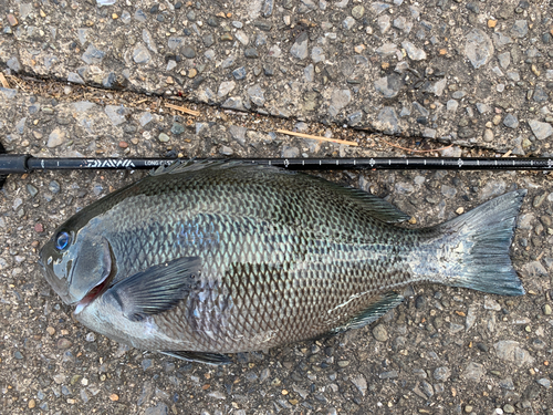 メジナの釣果