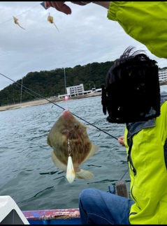 カワハギの釣果