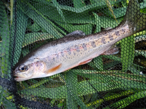 ニジマスの釣果