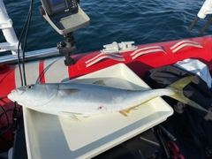 メジロの釣果