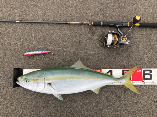 イナダの釣果