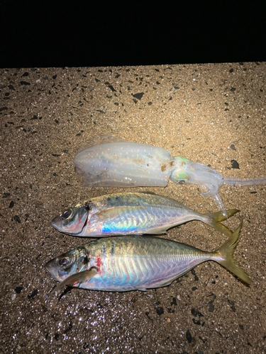 アジの釣果