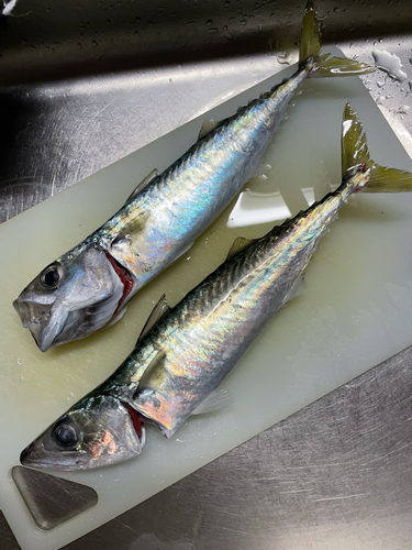 サバの釣果