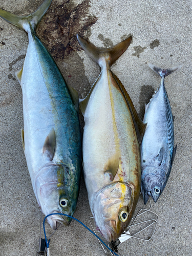 カンパチの釣果