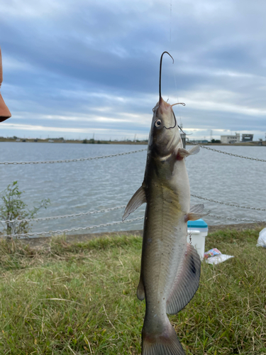 アメリカナマズの釣果