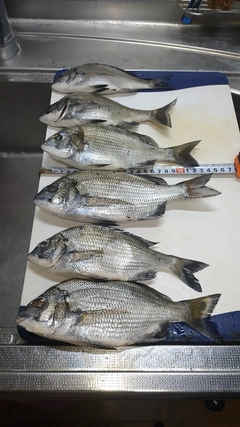 クロダイの釣果