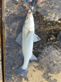 フッコ（マルスズキ）の釣果