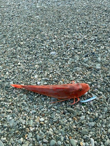 ホウボウの釣果