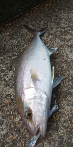 ネリゴの釣果