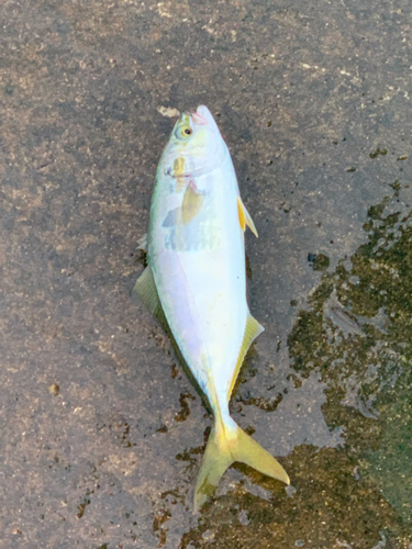 ツバイソの釣果