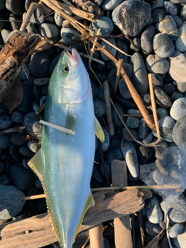 ワカシの釣果