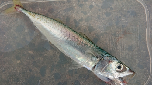 サバの釣果