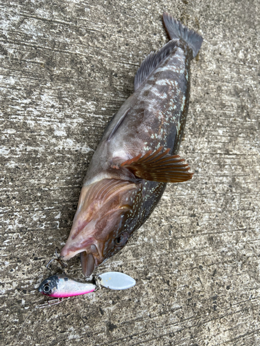 アイナメの釣果