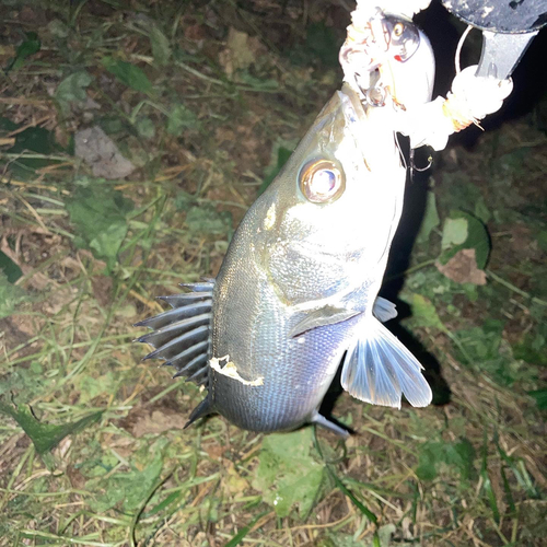 フッコ（マルスズキ）の釣果