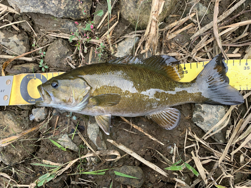 スモールマウスバスの釣果