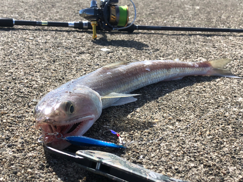 エソの釣果