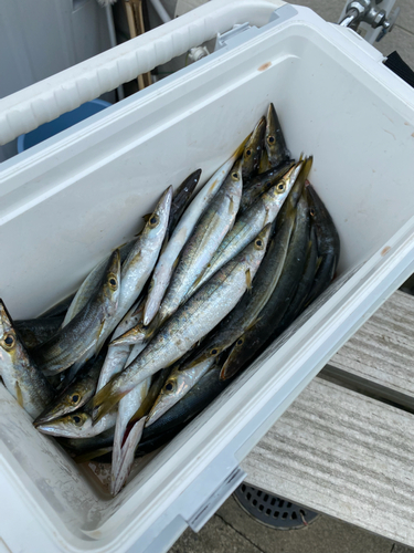 カマスの釣果