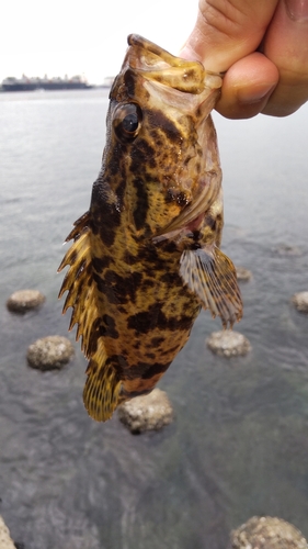 タケノコメバルの釣果