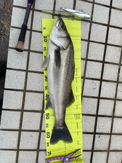 スズキの釣果