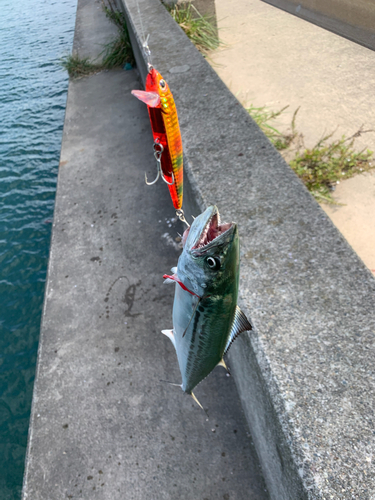 サゴシの釣果