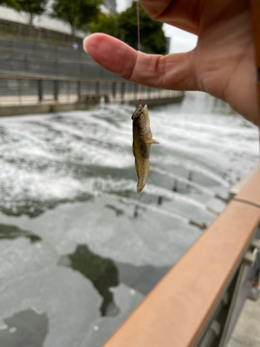 マハゼの釣果