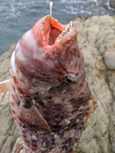 ブダイの釣果