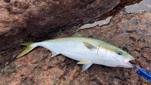 ハマチの釣果