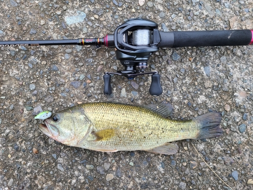 ラージマウスバスの釣果