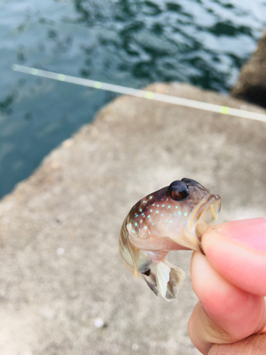 ハゼの釣果