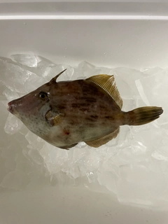 カワハギの釣果