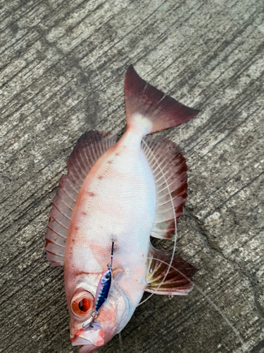 チカメキントキの釣果