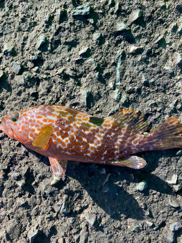 キジハタの釣果