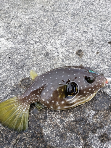 フグの釣果