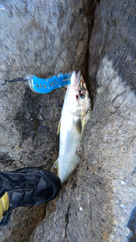 イナダの釣果