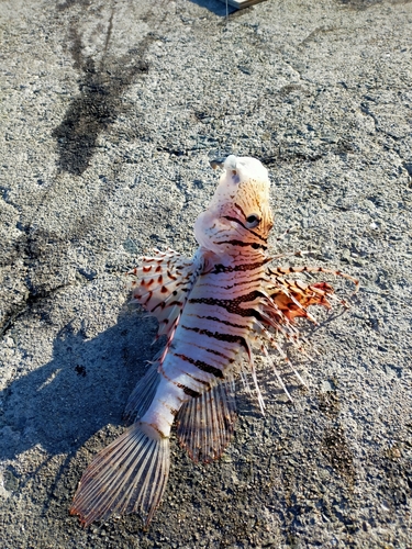 ミノカサゴの釣果