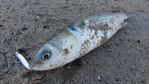 ボラの釣果