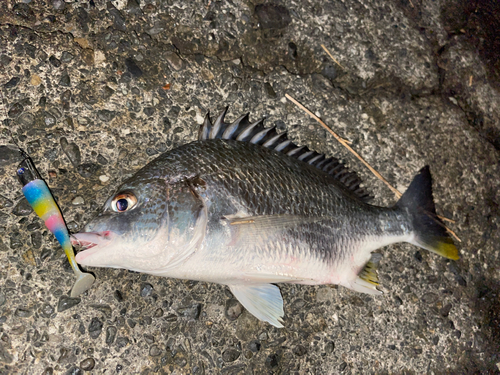 キビレの釣果