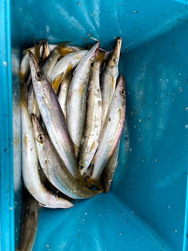 アカカマスの釣果