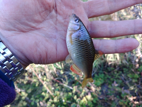 ヤリタナゴの釣果