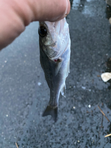 セイゴ（マルスズキ）の釣果