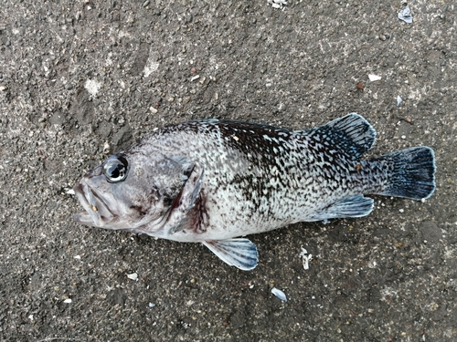 マゾイの釣果