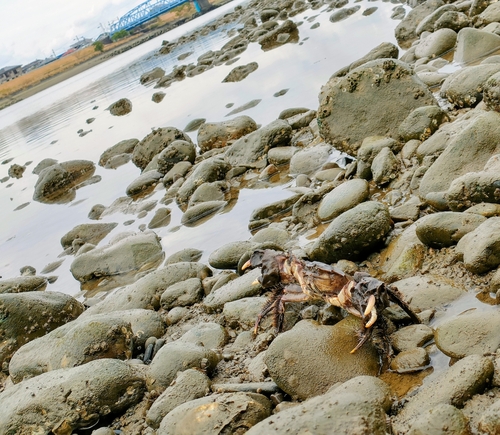 モクズガニの釣果